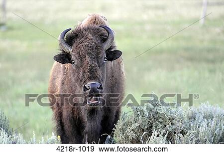 Bison near the road at Elk Flats in Grand Teton National Park View Large Photo Image Stock Photo - Bison near the road at Elk Flats in Grand Teton National Park. Fotosearch