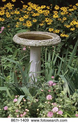 Black-Eyed Susans (Rudbeckia hirta) and Chrysanthemums in a garden near a birdbath View Large Photo Image Stock Photo - Black-Eyed Susans (Rudbeckia hirta) and Chrysanthemums in a garden near a birdbath. Fotosearch