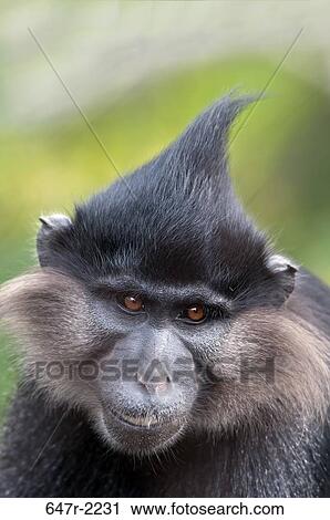 Black mangabey (lophocebus albigena) View Large Photo Image Stock Image - Black mangabey (lophocebus albigena). Fotosearch
