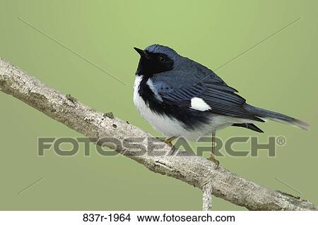 Black-throated Blue Warbler View Large Photo Image Picture - Black-throated Blue Warbler. Fotosearch