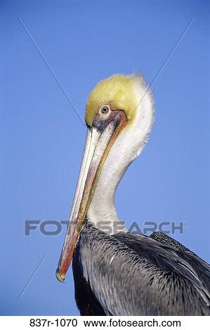 Brown Pelican, California, USA View Large Photo Image Stock Image - Brown Pelican, California, USA. Fotosearch
