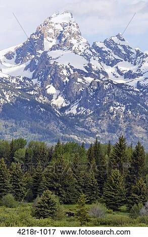 Stock Photo - Bull moose and the Tetons. Fotosearch