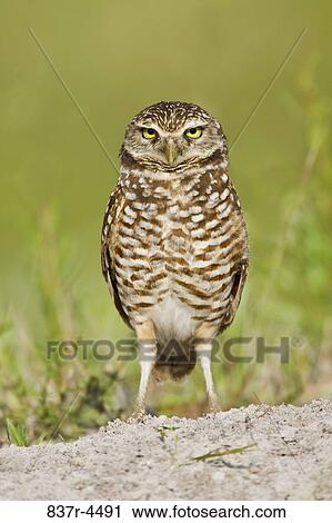 Burrowing Owl (Athene cunicularia) on ground View Large Photo Image Stock Image - Burrowing Owl (Athene cunicularia) on ground. Fotosearch
