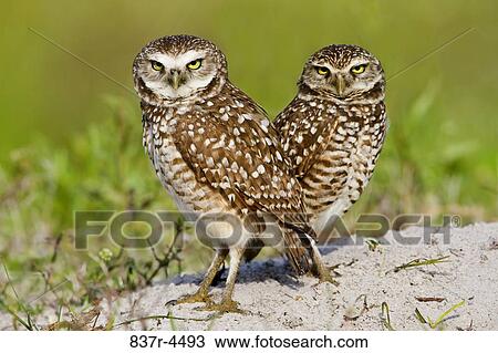 Burrowing Owl (Athene cunicularia) pair on ground View Large Photo Image Stock Image - Burrowing Owl (Athene cunicularia) pair on ground. Fotosearch
