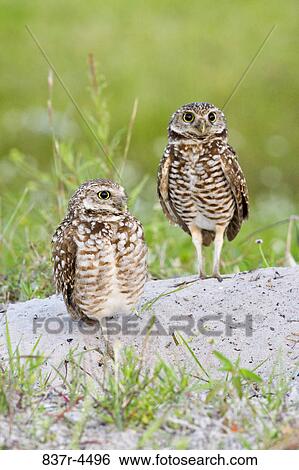 Burrowing Owl (Athene cunicularia) pair on ground View Large Photo Image Stock Photograph - Burrowing Owl (Athene cunicularia) pair on ground. Fotosearch