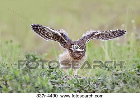 Burrowing Owl (Athene cunicularia) juvenile View Large Photo Image Stock Image - Burrowing Owl (Athene cunicularia) juvenile. Fotosearch