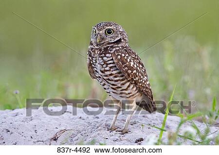 Burrowing Owl (Athene cunicularia) juvenile on ground View Large Photo Image Stock Image - Burrowing Owl (Athene cunicularia) juvenile on ground. Fotosearch