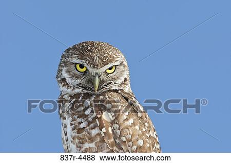 Burrowing Owl (Athene cunicularia) View Large Photo Image Stock Photo - Burrowing Owl (Athene cunicularia). Fotosearch