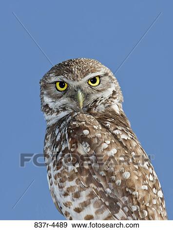 Burrowing Owl (Athene cunicularia) View Large Photo Image Stock Photo - Burrowing Owl (Athene cunicularia). Fotosearch