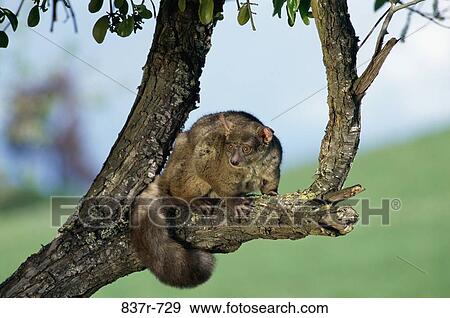 Bush baby on a tree View Large Photo Image Stock Photo - Bush baby on a tree. Fotosearch