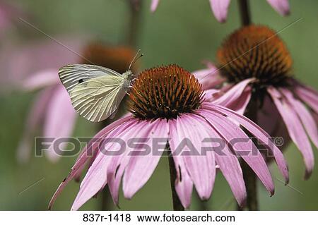 Butterfly on a flower View Large Photo Image Stock Photo - Butterfly on a flower. Fotosearch