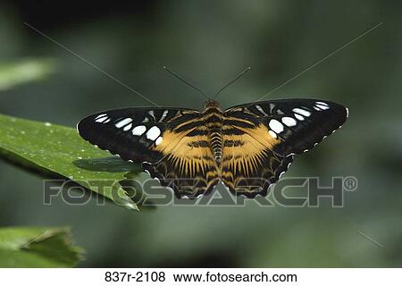 Butterfly sitting on a leaf View Large Photo Image Stock Photo - Butterfly sitting on a leaf. Fotosearch