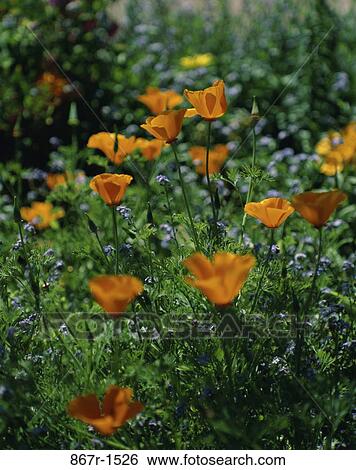 California Poppies in a field View Large Photo Image Stock Photograph - California Poppies in a field. Fotosearch