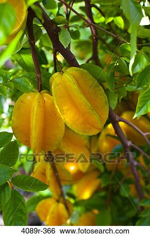 Carambola star fruit growing in orchard, close-up View Large Photo Image Stock Photograph - Carambola star fruit growing in orchard, close-up. Fotosearch