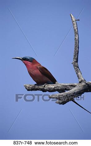 Carmine Bee-eater on a branch, Kenya View Large Photo Image Stock Photo - Carmine Bee-eater on a branch, Kenya. Fotosearch