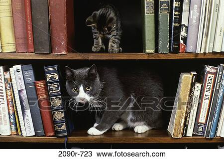 Stock Image - Cat and a kitten on book shelves. Fotosearch