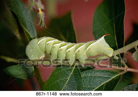 Caterpillar on a branch View Large Photo Image Stock Photo - Caterpillar on a branch. Fotosearch