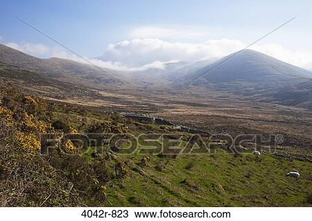 Cattle grazing in a field, Connor Pass, Dingle Peninsula, Dingle, County Kerry, Munster Province, Republic Of Ireland View Large Photo Image Stock Image - Cattle grazing in a field, Connor Pass, Dingle Peninsula, Dingle, County Kerry, Munster Province, Republic Of Ireland. Fotosearch