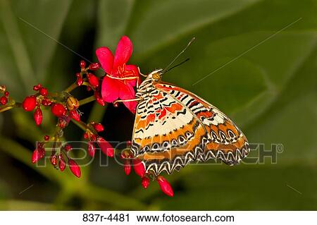 Cethosia Biblis, Red Lacewing, native to South-East Asia View Large Photo Image Stock Image - Cethosia Biblis, Red Lacewing, native to South-East Asia. Fotosearch