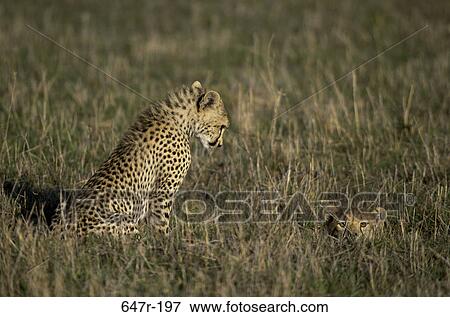 Cheetahs in a grassy field View Large Photo Image Stock Photo - Cheetahs in a grassy field. Fotosearch