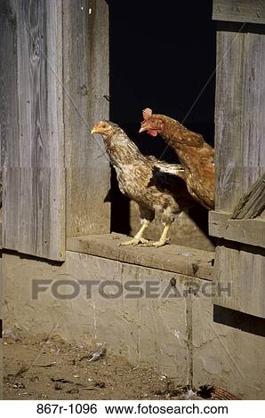 Stock Photograph - Chicken and a rooster standing at a chicken coop. Fotosearch