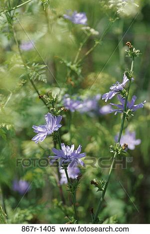 Chicory flowers in a field View Large Photo Image Stock Photography - Chicory flowers in a field. Fotosearch