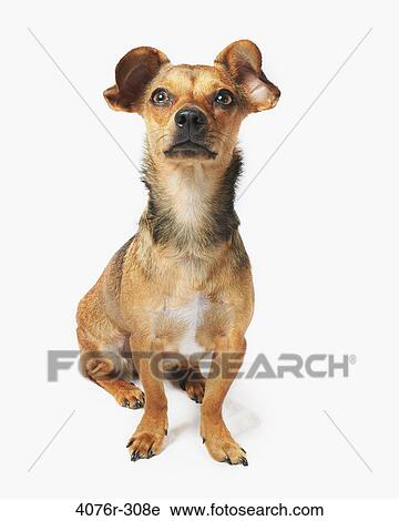 Chiweenie dog (A crossbreed of Chihuahua and Dachshund) View Large Photo Image Stock Image - Chiweenie dog (A crossbreed of Chihuahua and Dachshund). Fotosearch