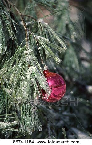 Christmas ornament hanging on an ice covered Christmas tree View Large Photo Image Picture - Christmas ornament hanging on an ice covered Christmas tree. Fotosearch