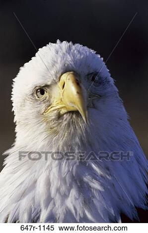 Close-up of a Bald Eagle View Large Photo Image Stock Photography - Close-up of a Bald Eagle. Fotosearch