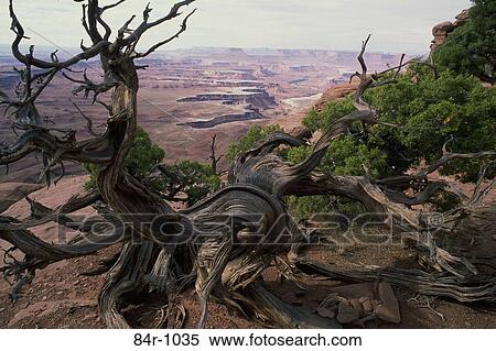 Close-up of a bare tree, Canyonlands National Park, Utah, USA View Large Photo Image Stock Photography - Close-up of a bare tree, Canyonlands National Park, Utah, USA. Fotosearch