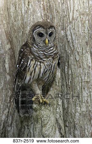 Close-up of a Barred Owl perched on a tree View Large Photo Image Stock Photo - Close-up of a Barred Owl perched on a tree. Fotosearch
