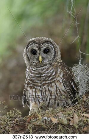 Stock Photo - Close-up of a Barred Owl. Fotosearch