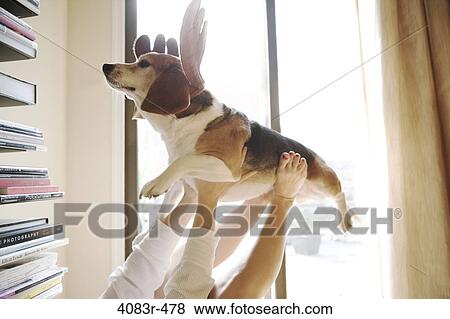 Close-up of a Beagle dog lifted by a woman View Large Photo Image Stock Photo - Close-up of a Beagle dog lifted by a woman. Fotosearch