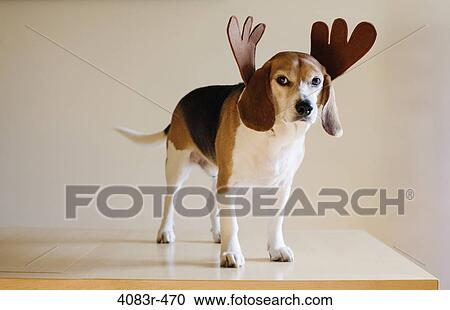 Stock Image - Close-up of a Beagle dog wearing antlers. Fotosearch