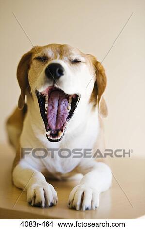 Close-up of a Beagle dog yawning View Large Photo Image Picture - Close-up of a Beagle dog yawning. Fotosearch
