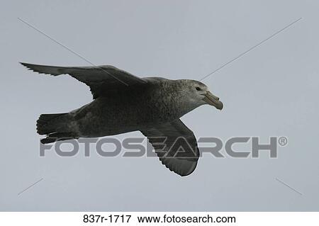 Close-up of a bird flying in the sky View Large Photo Image Stock Photo - Close-up of a bird flying in the sky. Fotosearch