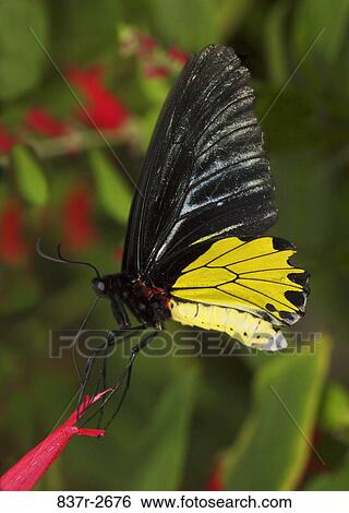 Close-up of a Birdwing Butterfly pollinating a flower View Large Photo Image Stock Photograph - Close-up of a Birdwing Butterfly pollinating a flower. Fotosearch