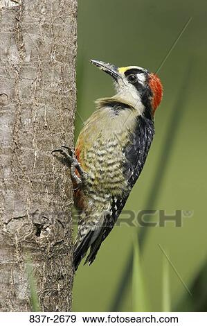 Close-up of a Black-cheeked Woodpecker perching on a tree trunk (Melanerpes pucherani) View Large Photo Image Stock Photo - Close-up of a Black-cheeked Woodpecker perching on a tree trunk (Melanerpes pucherani). Fotosearch