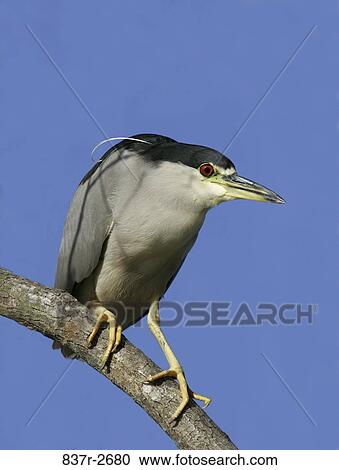 Close-up of a Black-crowned Night Heron perching on a branch (Nycticorax nycticorax) View Large Photo Image Stock Image - Close-up of a Black-crowned Night Heron perching on a branch (Nycticorax nycticorax). Fotosearch