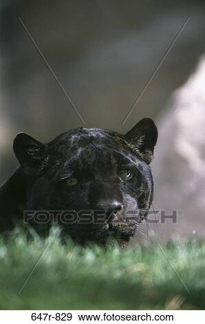 Close-up of a Black Jaguar (Panthera Onca) View Large Photo Image Stock Photo - Close-up of a Black Jaguar (Panthera Onca). Fotosearch