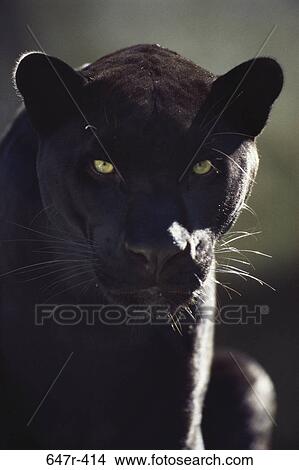 Close-up of a Black Leopard View Large Photo Image Picture - Close-up of a Black Leopard. Fotosearch