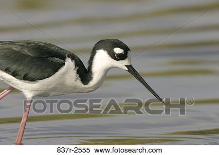 Close-up of a Black-Necked Stilt walking in water View Large Photo Image Stock Photography - Close-up of a Black-Necked Stilt walking in water. Fotosearch