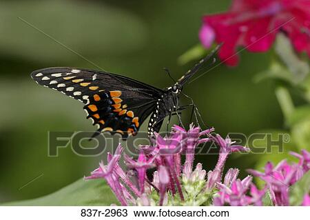 Stock Image - Close-up of a Black Swallowtail Butterfly on a flower pollinating (Papilio polyxenes). Fotosearch
