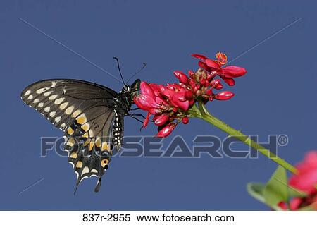 Close-up of a Black Swallowtail Butterfly on a flower pollinating (Papilio polyxenes) View Large Photo Image Stock Photography - Close-up of a Black Swallowtail Butterfly on a flower pollinating (Papilio polyxenes). Fotosearch