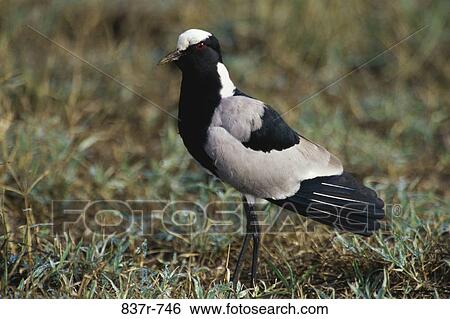 Close-up of a Blacksmith Plover, Kenya View Large Photo Image Stock Photograph - Close-up of a Blacksmith Plover, Kenya. Fotosearch