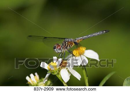 Close-up of a Blue Dasher Dragonfly on a flower pollinating (Pachydiplax longipennis) View Large Photo Image Stock Photo - Close-up of a Blue Dasher Dragonfly on a flower pollinating (Pachydiplax longipennis). Fotosearch