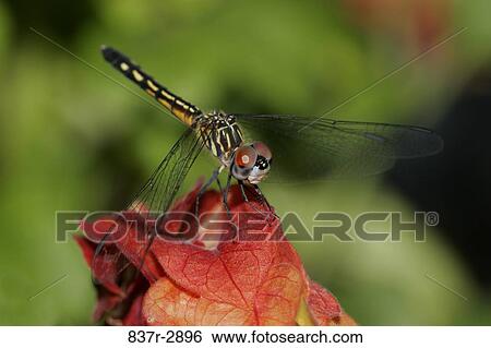 Close-up of a Blue Dasher Dragonfly on a leaf (Pachydiplax longipennis) View Large Photo Image Stock Photograph - Close-up of a Blue Dasher Dragonfly on a leaf (Pachydiplax longipennis). Fotosearch