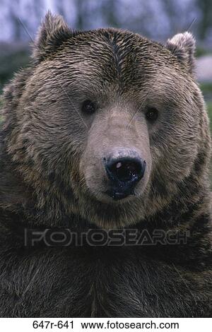 Stock Image - Close-up of a Brown Bear. Fotosearch