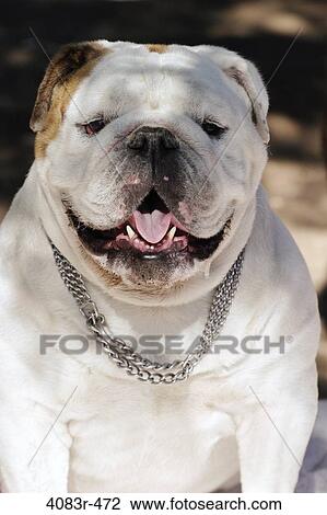 bulldog with chain