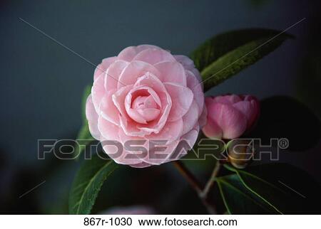 Close-up of a Camellia View Large Photo Image Stock Image - Close-up of a Camellia. Fotosearch